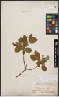 Foto von Salix caprea L.